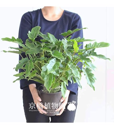 Amazon｜フィロデンドロン セローム ホープ 35幹上がり 根観葉植物